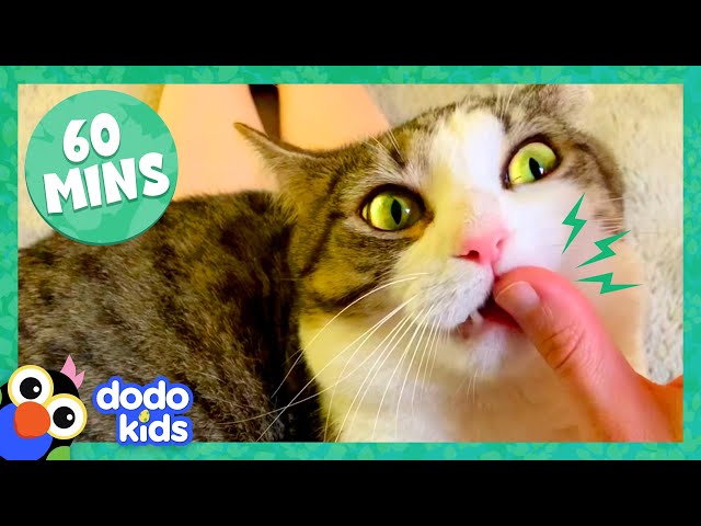 60 Minutes Of Cats And Kittens Being Cute And Silly | 1 Hour Of Animal Videos | Dodo Kids