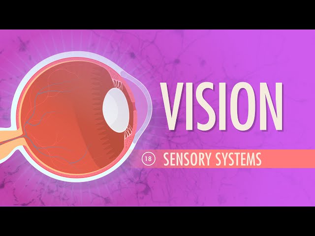 Vision: Crash Course Anatomy & Physiology #18