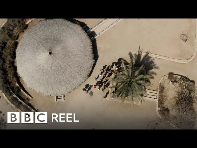 Extinct tree from the time of Jesus rises from the dead in Israel - BBC REEL