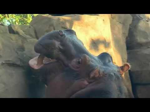 Hippos at the Cincinnati Zoo