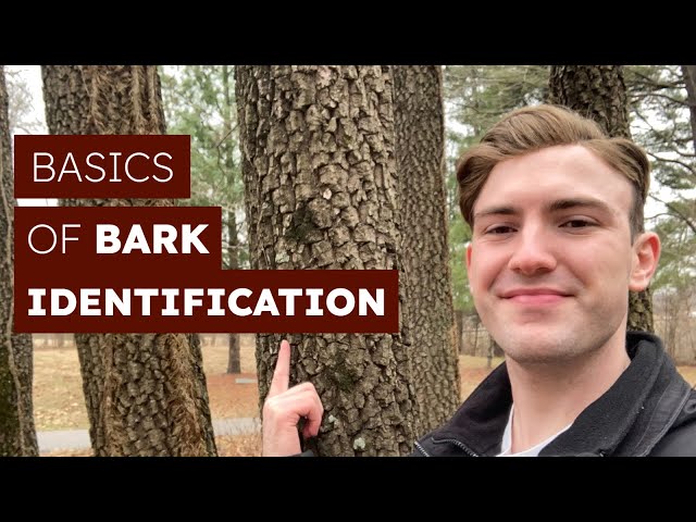 How To Identify Trees By Their Bark