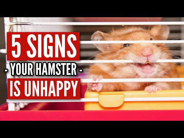 5 Signs your Hamster is UNHAPPY