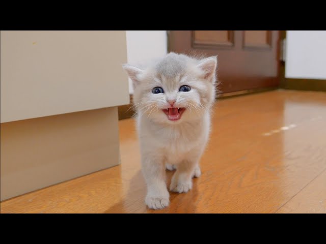 The kitten meowing loudly and asking for something was so cute...