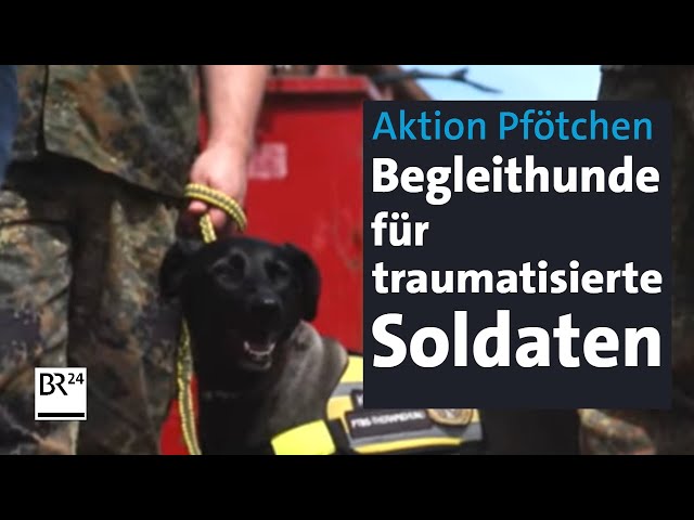Hilfsaktion: Assistenzhund macht traumatisierten Soldaten das Leben leichter | Abendschau | BR24