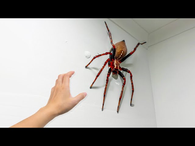 he shouldn't have grabbed the SPIDER..