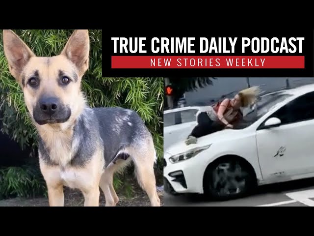 Woman clings to hood of speeding car to save stolen dog: Man sentenced for rescue dog’s brutal death