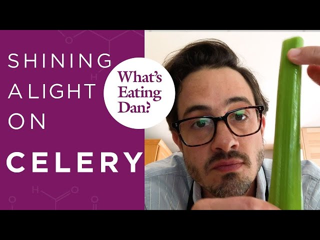 Why Celery Isn't Negative Calories | What's Eating Dan?
