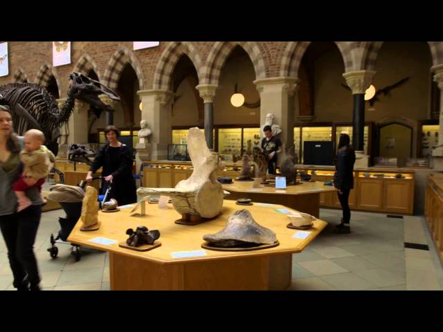 Oxford University Museum of Natural History: Museum of the Year 2015 finalist