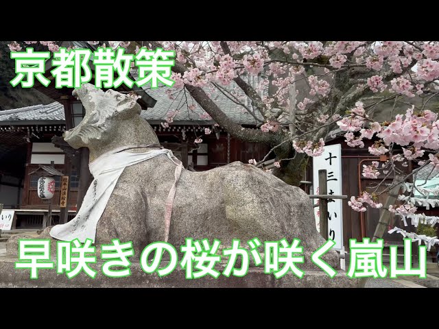 2024年3月19日 早咲きの桜🌸が咲く京都嵐山を歩く Walking in Arashiyama, Kyoto 【4K】