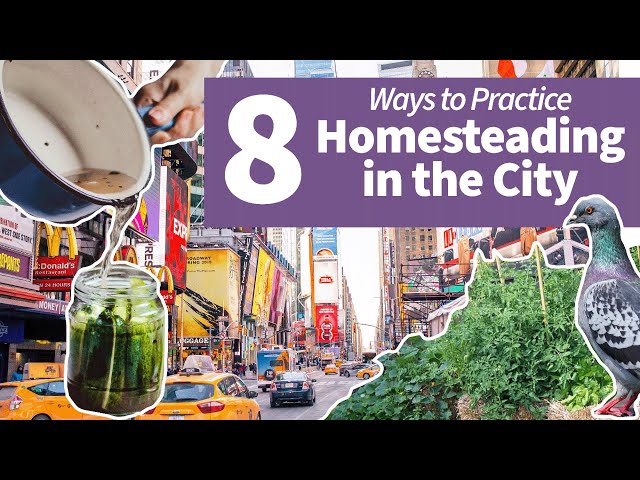 8 Ways to Practice Homesteading While Living in a City