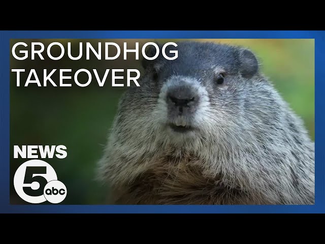 Rampant groundhogs wreck havoc on Cleveland neighborhoods