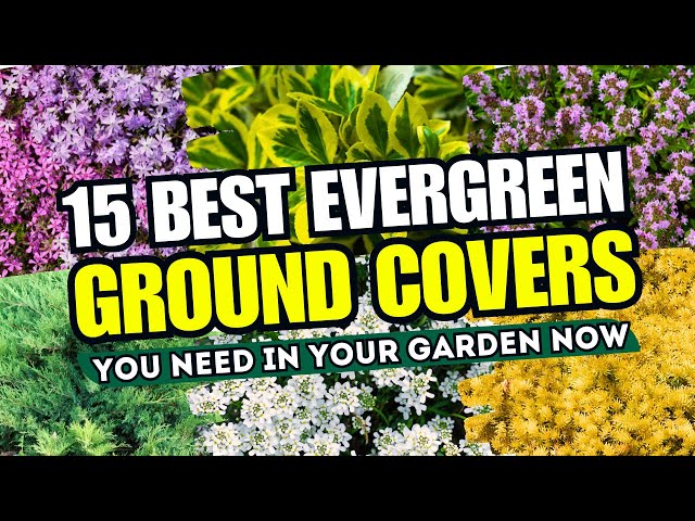 😍🌿 NO MORE BARE SPOTS! Top 15 BEST Evergreen Ground Cover Plants You NEED in Your Garden Now!  😱💚