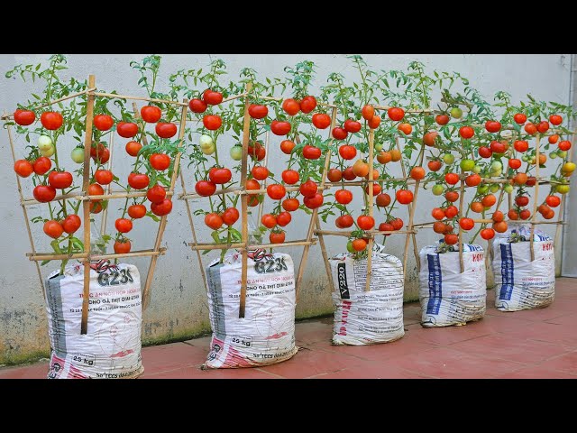 I wish I had known this method of growing tomatoes in soil bags sooner. Tomato very Succulent