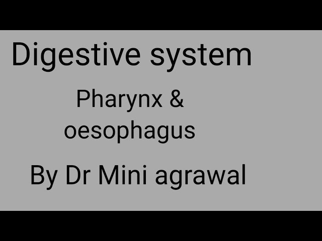 pharynx || oesophagus || By Dr Mini Agrawal