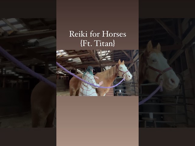 Reiki for Horses - ft. Titan #reikihealing #animalreiki #horselover #horsehealth