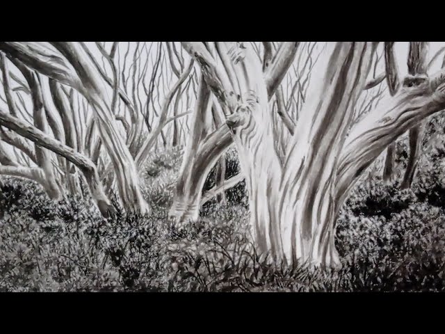 Snow gum trees landscape drawing by pencils / Part - 3 /