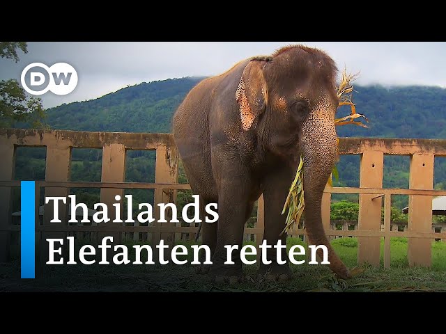 Die Elefantenretterin von Chiang Mai | Global Ideas