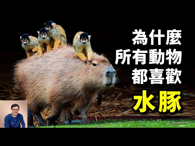把鰐魚當坐騎，帶頭反擊人類社區，世界上最有親和力的動物——水豚capybara【老肉雜談】