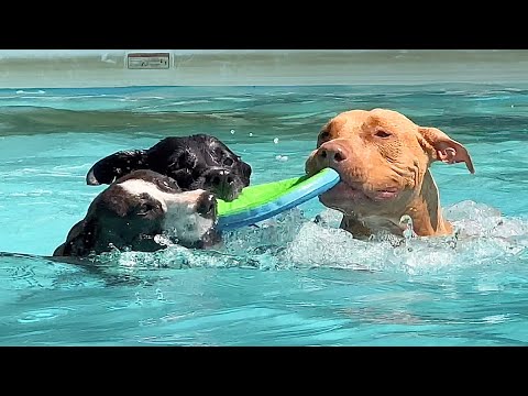 Dogs Swimming in Pool