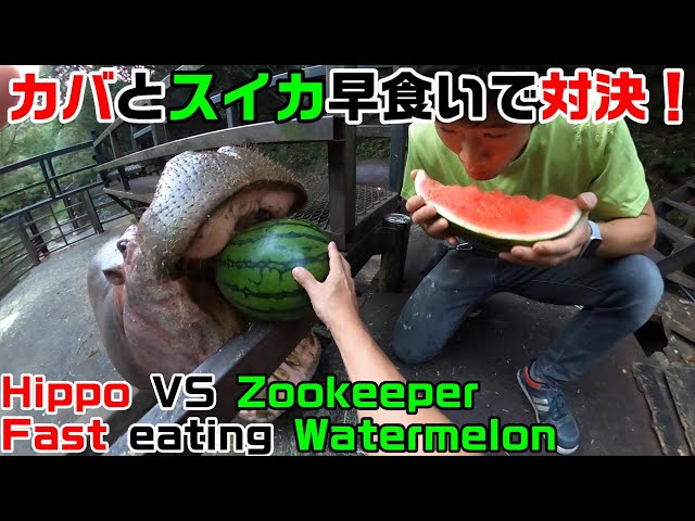 Hippo VS zookeeper fast eating watermelon competition