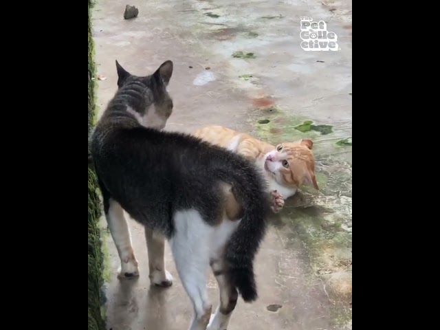 Orange Cat Flips Out on Gray Cat