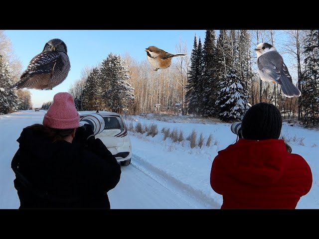 Xplorer Friends Find Owls, Jays, Chickadees and More on Third Annual Sax Zim Bog January Adventure