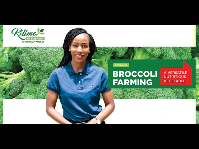 Kilimo Na Biashara  | Focus on Broccoli Farming