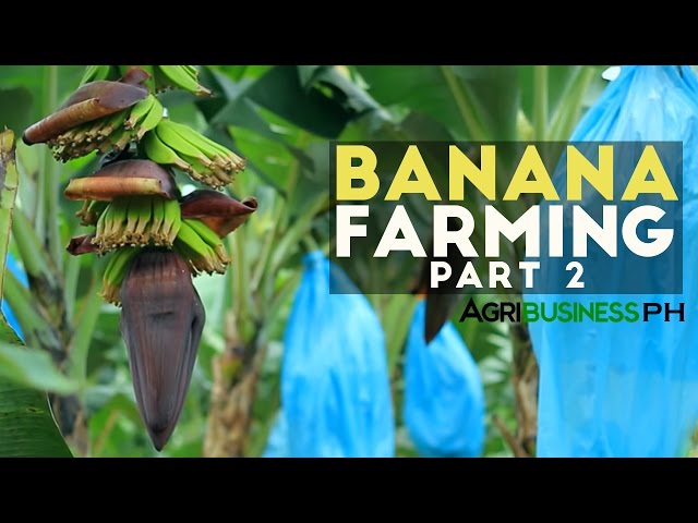 How to grow Banana Tree Part 2 : Banana Farm Management  | Agribusiness Philippines
