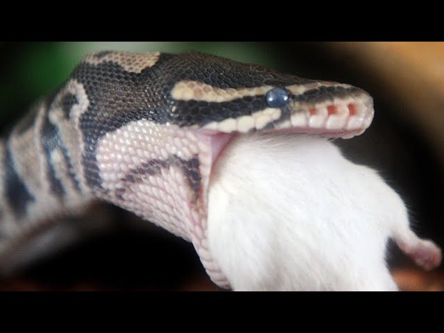 FEEDING DAY!! Ball Python Eats Mouse!!!