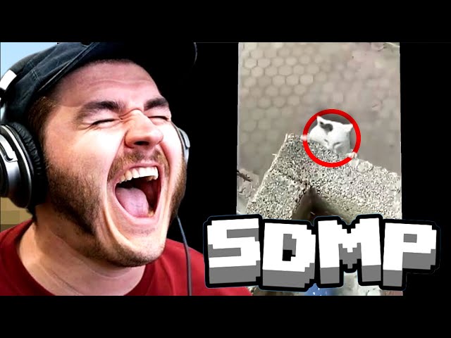 Jschlatt Reacts to Funniest Cat Clips at SDMP Minecraft (Schlatt)