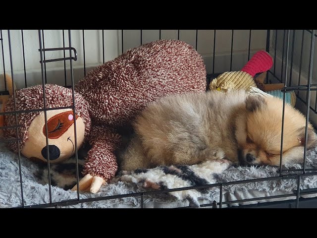 8 Week Old Pomeranian Puppy | FIRST WEEK AT HOME!