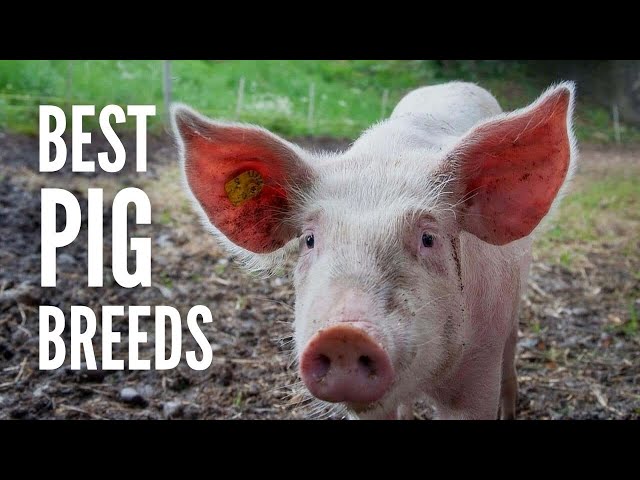 The 15 Best Pig Breeds for Your Farm