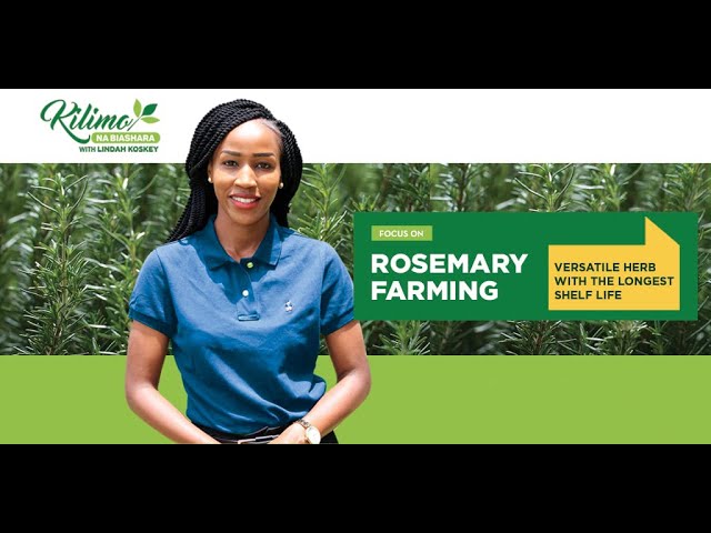 Rosemary Farming | Kilimo na Biashara