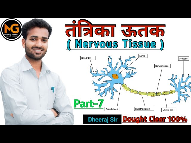 Nervous Tissue।। तंत्रिका ऊतक।। Part - 7 ।। By Dheeraj Sir