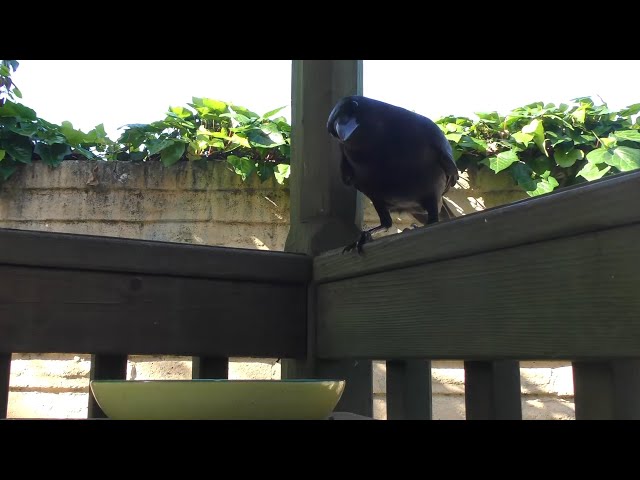 Indecisive Crow Finally Decides and Scares Himself