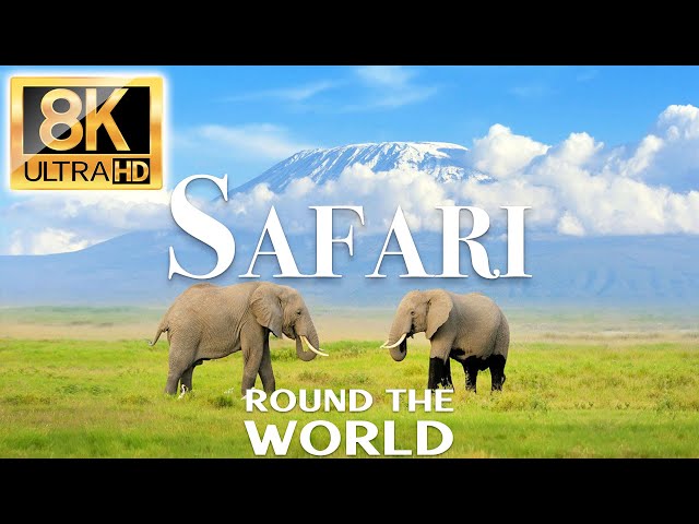 Safari 8K - Round The World with TV 8K Ultra HD - 8K Planet