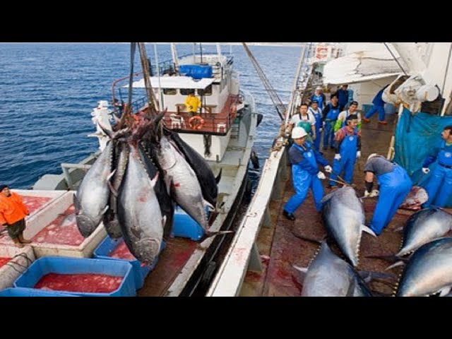 😲 Catch Thousands of Big Tuna in One Nets #Shorts