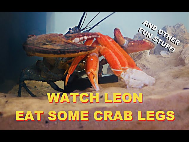 Watch Leon Eat Some Crab Legs