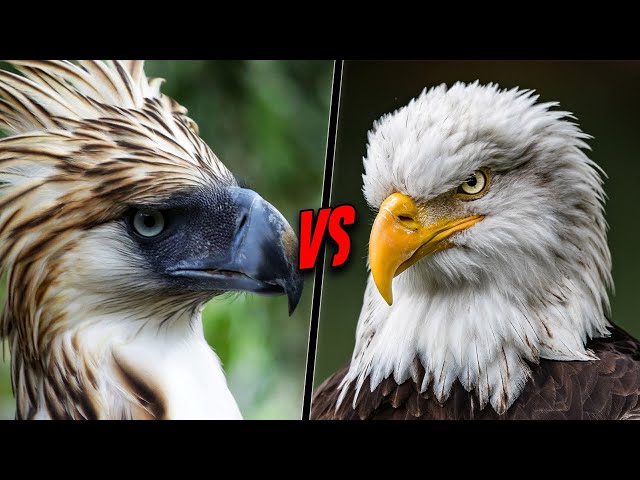 PHILIPPINE EAGLE VS BALD EAGLE - Who Is More Powerful?