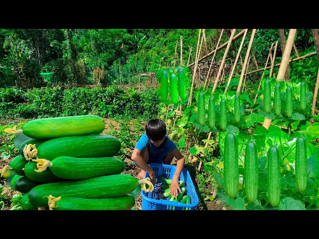 Harvesting Corn for Storage, Harvesting Cucumbers and Vegetables to Sell, Expanding the Farm