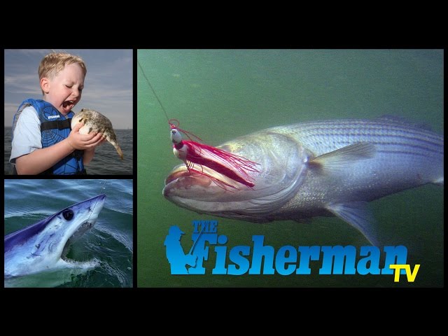 New England Striped Bass, Fire Island Sharking and New Jersey Blow Fishing with Kids