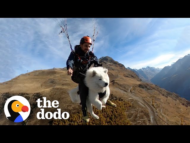 This Dog Goes Paragliding With His Owner And Loves It! | The Dodo Soulmates