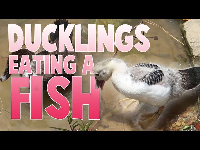 Watch This If You Like Ducks! | Family Baby Vlogs