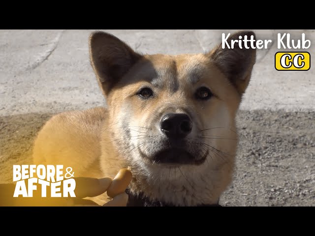 This Dog Refuses To Eat… Why? I Before & After Ep 98