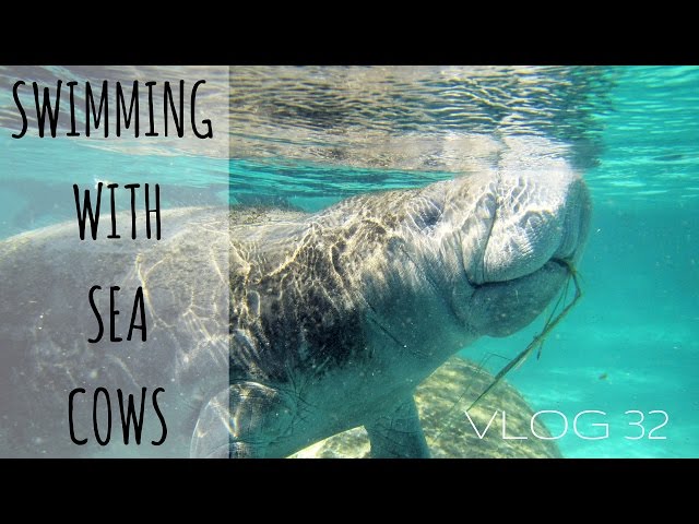 Swimming with Manatees in Crystal River, Florida with Manatee Tour and Dive | MOTM VLOG #32