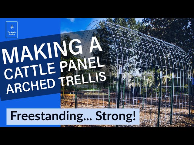 How to Build a Strong Cattle Panel Arch Trellis!