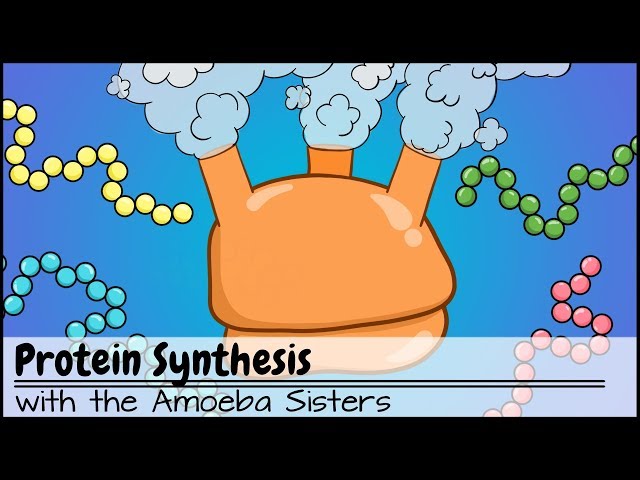 Protein Synthesis (Updated)