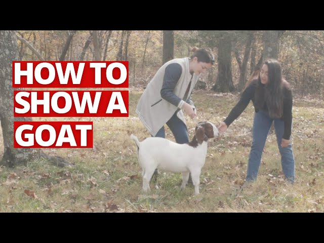 On The Farm with Jenny | How to Show a Goat