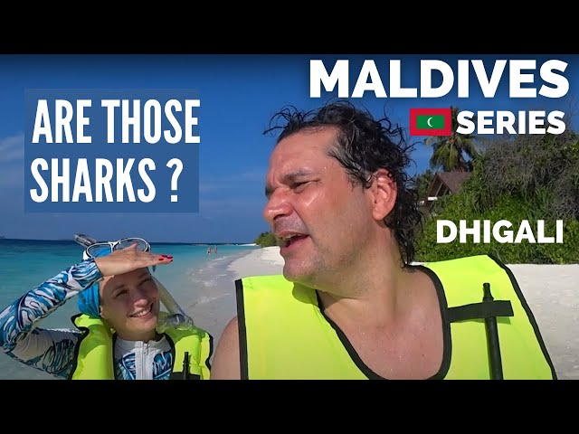 Shark Hunting In the Maldives | Dhigali Luxury Island马尔代夫 中文字幕
