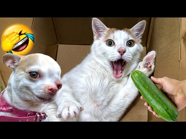 You Laugh You Lose 🤣 Funniest Dogs and Cats 2024 😹🐶